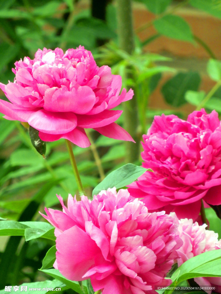 芍药花
