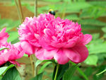 芍药花