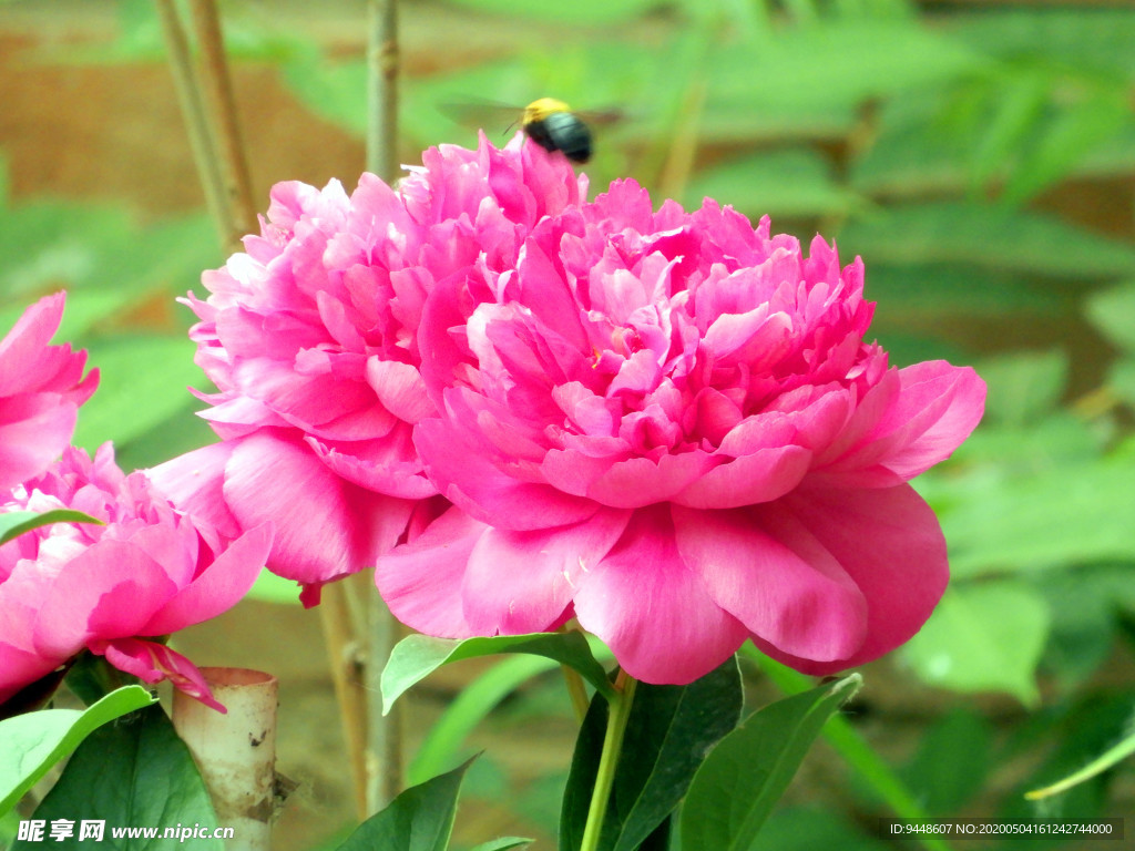 芍药花