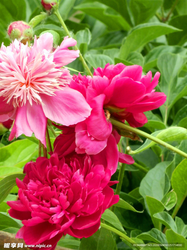 芍药花