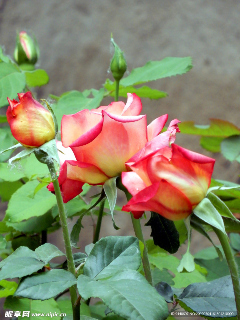 月季花