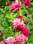 芍药花