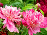 芍药花