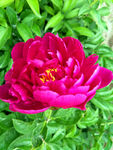 芍药花