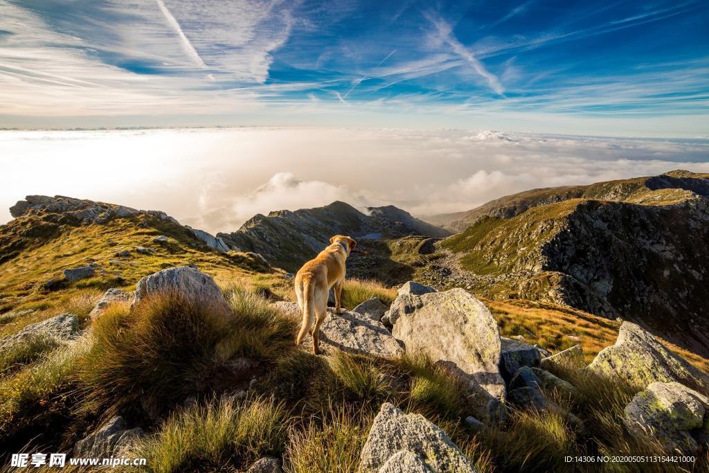 登上山峰的猎犬