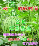 西瓜