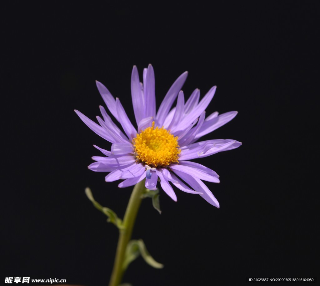 高山紫菀