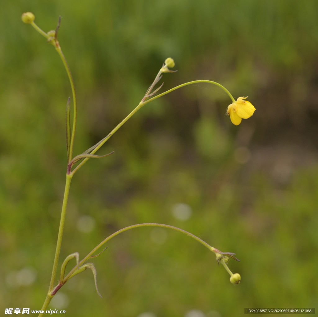 掌裂毛茛