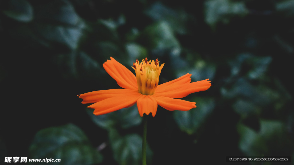 清新淡雅花卉图片