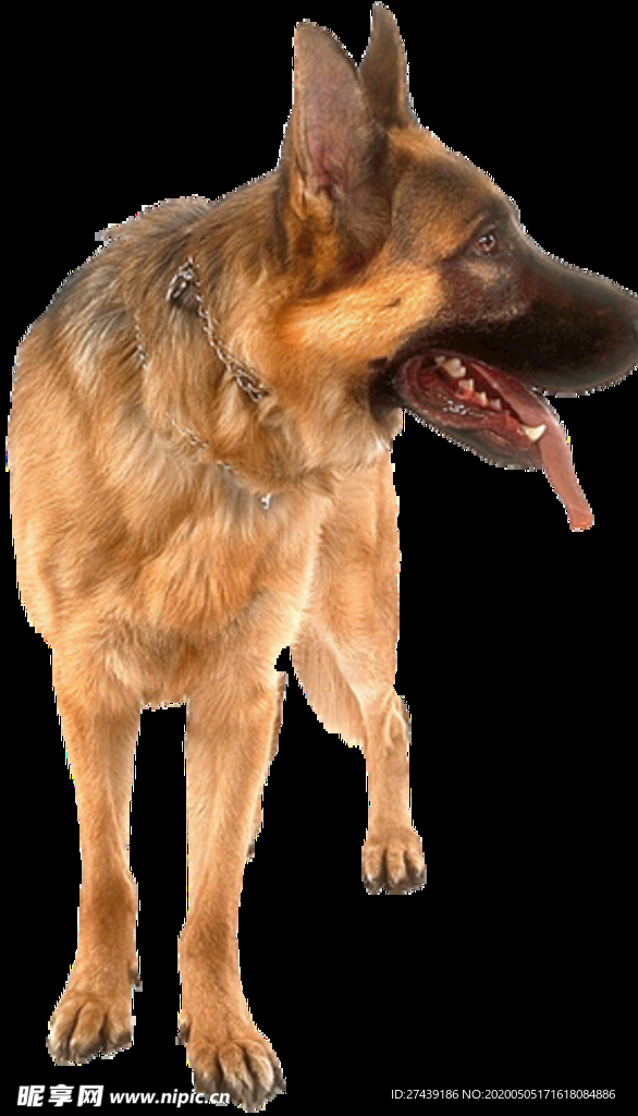 狗 宠物 狼狗 缉毒犬 导盲犬