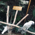 鸟