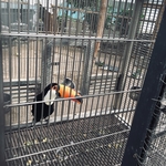 巨嘴鸟