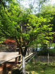 春 树
