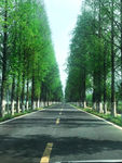 一线马路 天树