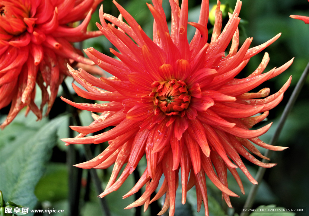 花