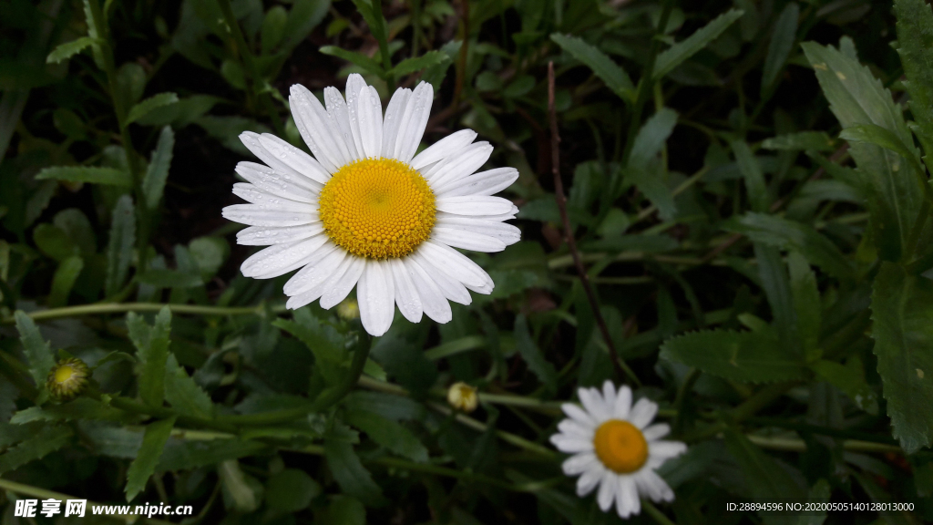 雏菊