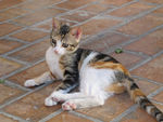 猫咪