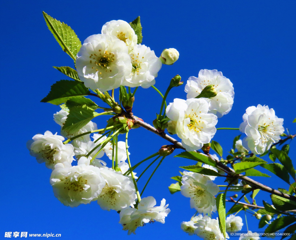 苹果花