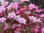 鲜花