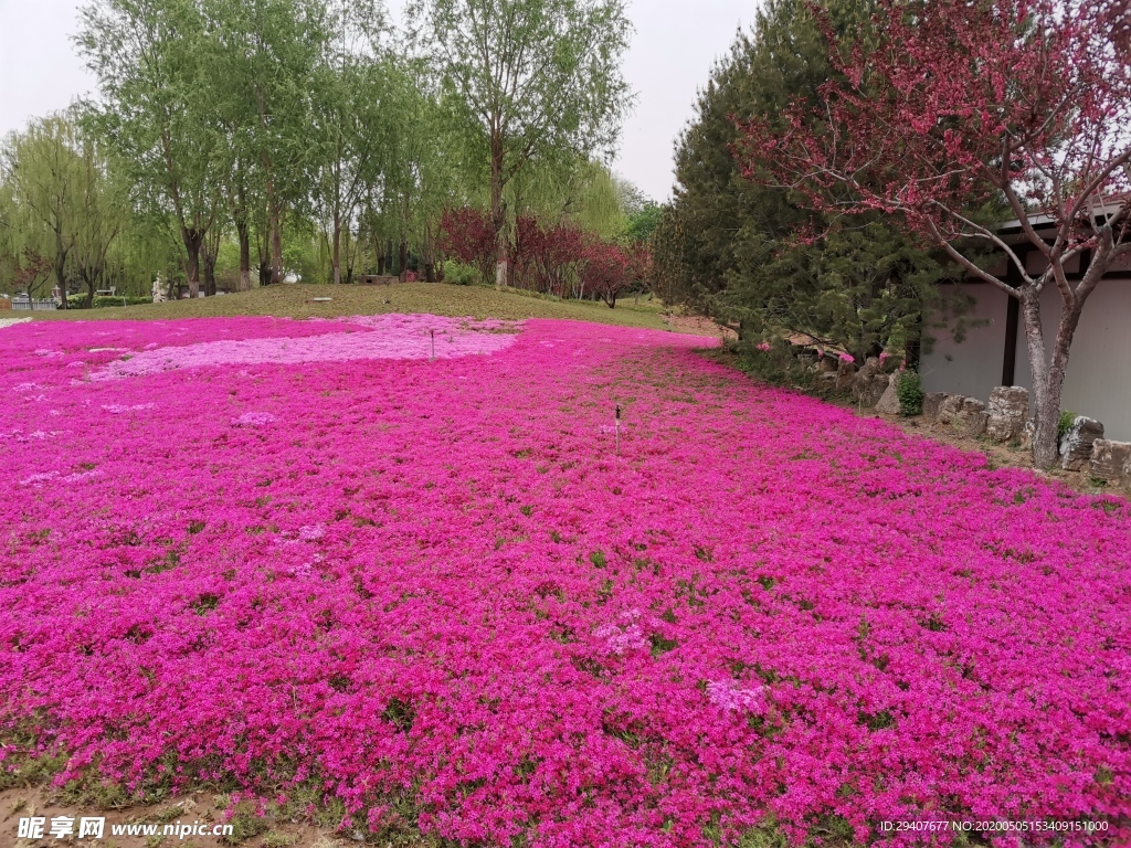 花海