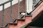 楼梯与猫