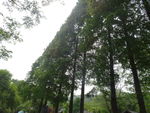 山林