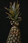 菠萝