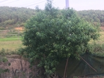 桃树