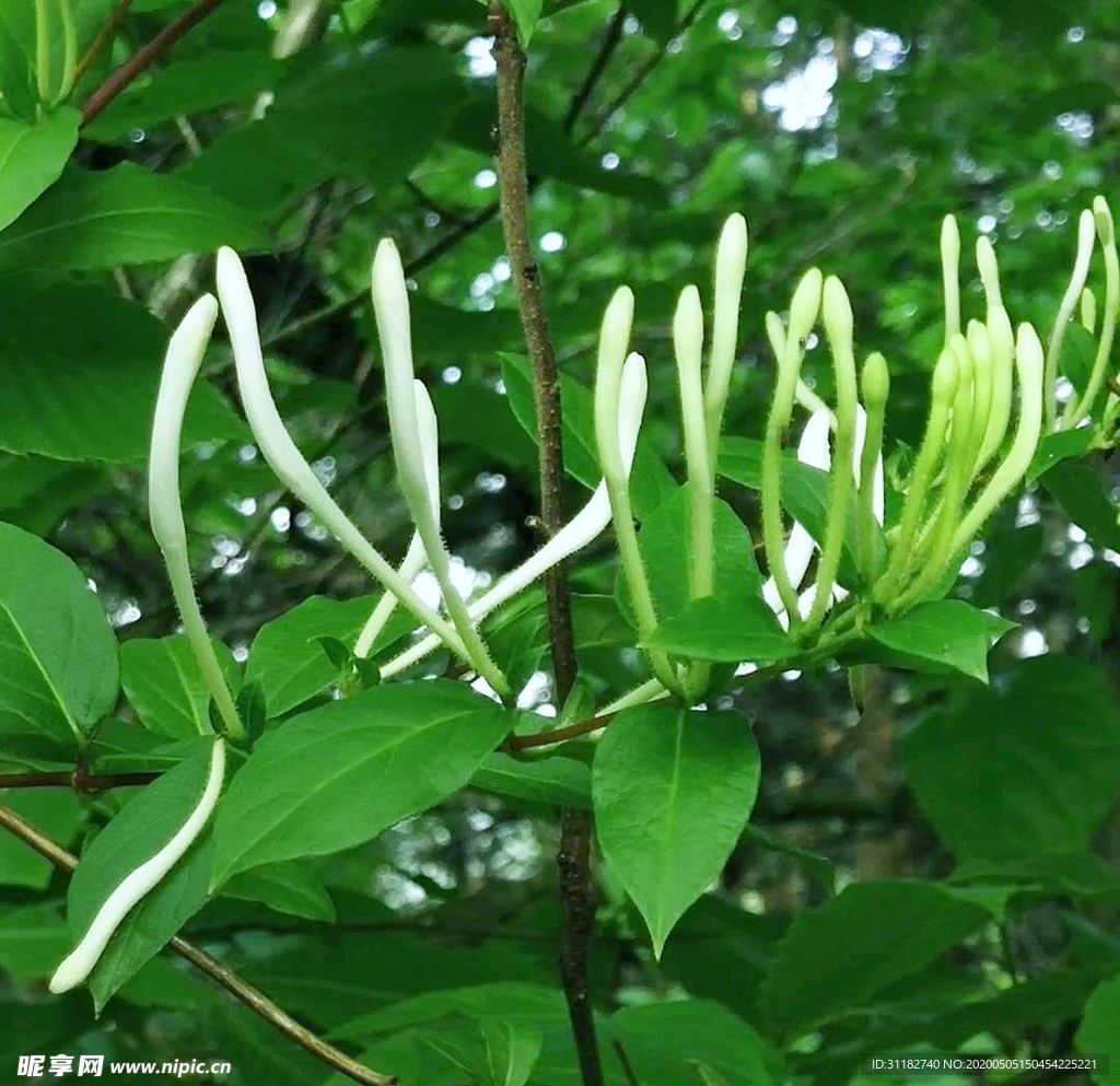 金银花