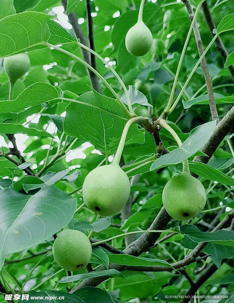 苹果梨素材