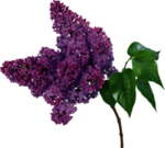 丁香花
