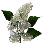 丁香花