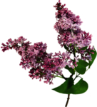 丁香花