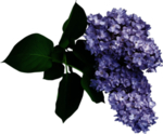 丁香花
