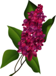 丁香花