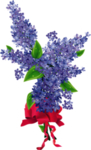丁香花