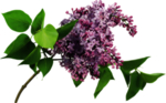丁香花