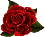 玫瑰花