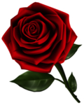 玫瑰花