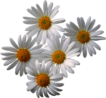 小雏菊