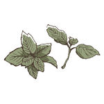 素描鲜花