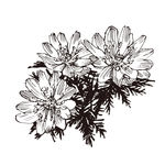 素描鲜花
