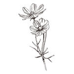 素描鲜花