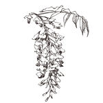 素描鲜花