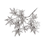 素描鲜花