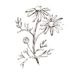 素描鲜花