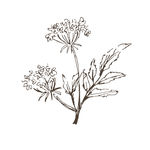 素描鲜花