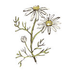素描鲜花