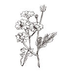 素描鲜花