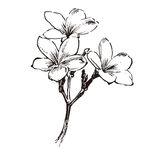 素描鲜花